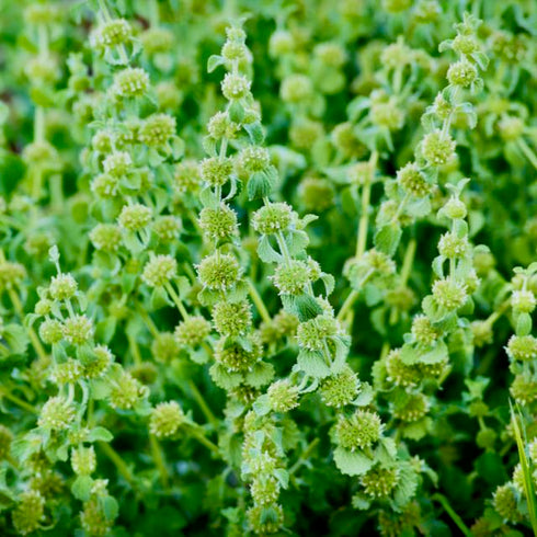 Horehound